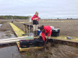 Kate Morkeski and Sophie Chu working out in Waquoit Bay salt marsh.