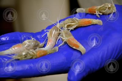 Several egg-filled shrimp held in a hand.