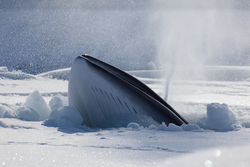 A Minke Whale poking through the ice in Antarctica.