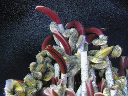 Tubeworms, mussels, and other animals thriving at a hydrothermal vent.