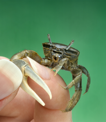 Fiddler crab from West Falmouth marsh.
