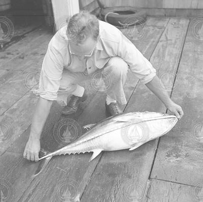 Frank Mather measuring tuna.