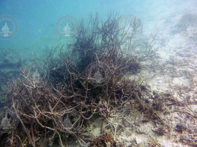 Acropora coral post hypoxia