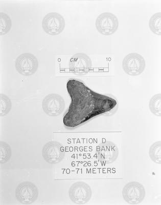 Dredge sample from Georges Bank.