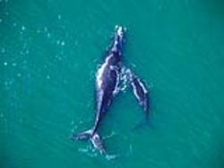 Aerial view of North Atlantic right whale mother and calf.