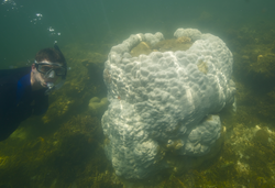 JP student Tom DeCarlo inspecting a bleached coral in the South China Sea.