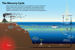 Mercury cycle illustration