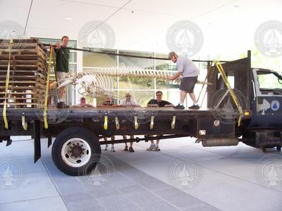 Moving the pilot whale skeleton from Redfield to MRF.