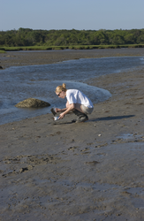 Carly Strasser sampling and sieving mud in an estuary.