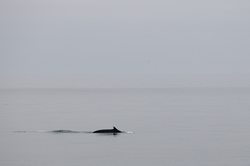 A fin whale passing by in still water.