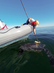 Kara Dodge applying a TurtleCam tag to a leatherback sea turtle.