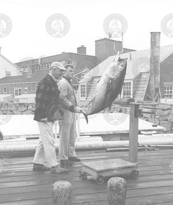 Frank Mather (L) and Jack Bumer weighing tuna on dock