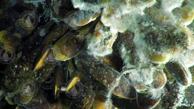 Animals thriving in a cold seep community in the Gulf of Mexico.