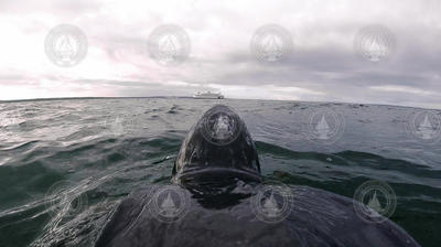TurtleCam view of steamship vessel on the horizon surface.