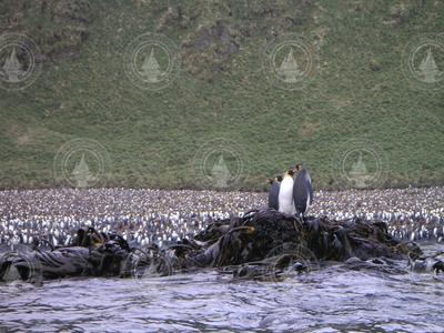 Thousands of penguins on the shore of Mcquarie Island in the Southern Ocean.