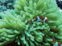 A percula (clown fish) on a coral reef at Kimbe Island.