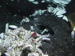 Vent clams, crabs and tubeworms viewed during Alvin dive 3749.