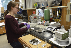 Sarah Jayne processing core samples in the Spivak lab.