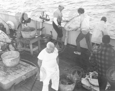 Frank Mather (top left) and others pulling up net