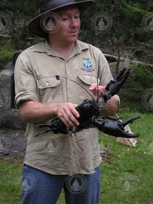 Ranger holds a freshwater lobster in Davenport Tasmania.