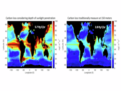 Comparing carbon loss considering different sunlight penetration depths.