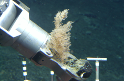 Manipulator arm grabbing a coral sample during Alvin dive 3799.