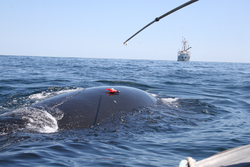 Tag attached to the body of a Right Whale.