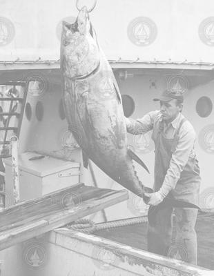 Al Roy moving large tuna from Crawford to the dock