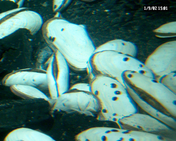 Tubeworms and large clams at hydrothermal vent, Alvin dive 3747.