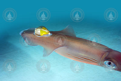 Squid wearing an ITAG while swimming through tank water.