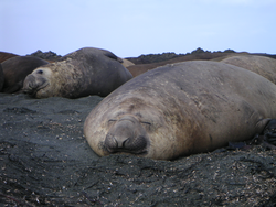 Elephant seals on Mcquarie Island in the Southern Ocean.