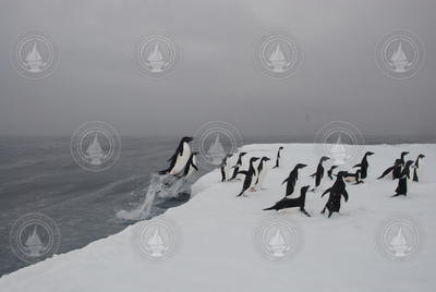 Adelie penguins jumping out of water onto the ice in Antarctica.