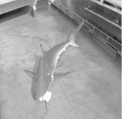 Shark on the deck of Chain.