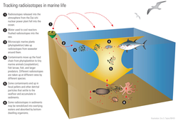 Infographic tracking radioisotopes in marine life.