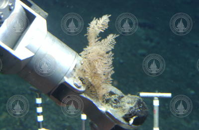 Manipulator arm grabbing a coral sample during Alvin dive 3799.