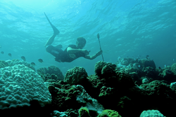 Tom DeCarlo diving on a reef to recover an instrument.