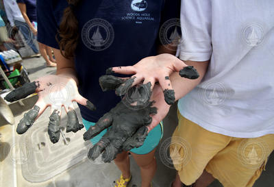 Sediment-covered hands of WHOI's "1930 Society" guests on board Tioga.