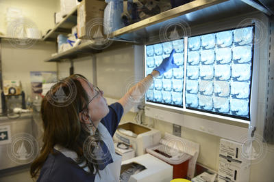 Darlene Ketten examining CT scan films in the CSI facility.