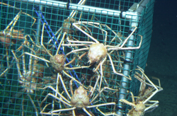 Crabs clinging to Alvin's sampling basket during Alvin dive 3802.