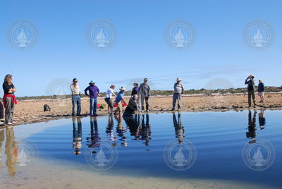 Researchers gather samples of mud from a blue pool near the edge of Shark Bay.