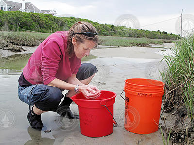 Ann Tarrant collecting specimens at the beach.