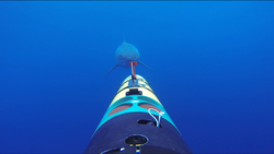 Frame grab of REMUS SharkCam video.