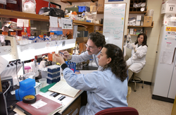 Sibel Karchner, Mark Hahn and Diana Franks working in the lab.