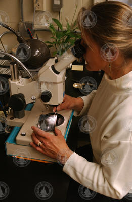 Marleen Jeglinski looking at samples through a microscope.