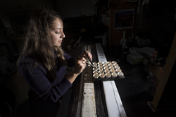 Alexandra Labella selecting sections of a recovered sediment core.