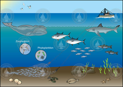 Different levels of coastal sea life.