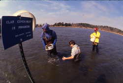 Bruce Lancaster, Dale Leavitt, and James Weinberg collecting clams.