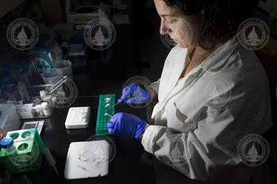 Sibel Karchner preparing penguin feather specimens for DNA sequencing.
