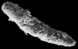 Microscopic view of a fecal pellet.