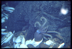 Octopus from 1977 Galapagos expedition